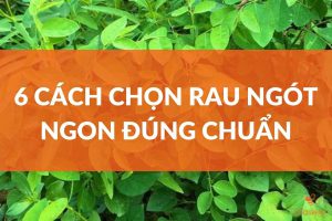 Cách chọn rau ngot ngon đúng chuẩn