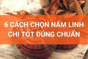 cách chọn nấm linh chi tốt đúng chuẩn