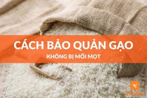 Cách bảo quản gạo không bị mối mọt