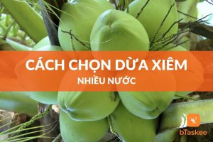 cách chọn dừa xiêm nhiều nước