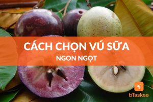 cách chọn vú sữa ngon ngọt