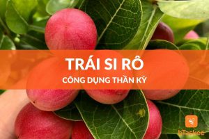 Trái si rô công dụng tuyệt vời ít ai biết