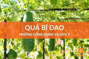 Công dụng của bí đao