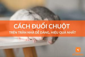 cách đuổi chuột trên trần nhà