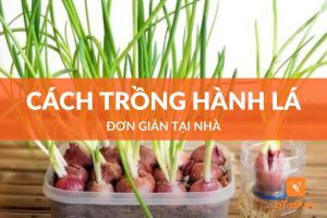 cach-trong-hanh-la