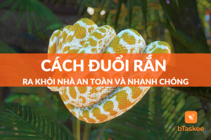 cách đuổi rắn ra khỏi nhà