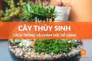 Cách trồng và chăm sóc thủy sinh