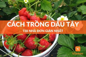 cách trồng dâu tây tại nhà đơn giản nhất