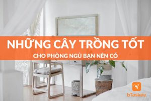 Top những cây trồng tốt cho phòng ngủ bạn nên có