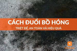 cách đuổi bồ hóng