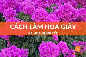 cách làm hoa giấy ra hoa đúng Tết