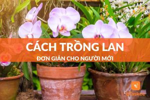 cách trồng lan