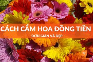 Cách cắm hoa đồng tiền đẹp