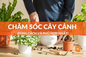 Cách chăm sóc cây cảnh tại nhà hiệu quả