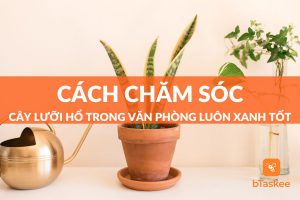 Cách chăm sóc cây lưỡi hổ trong văn phòng