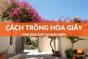 Cách trồng hoa giấy cho hoa đẹp quanh năm