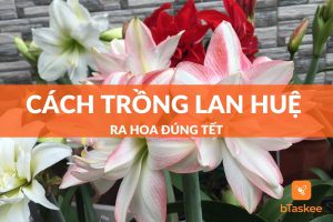 Cách trồng lan huệ ra hoa đúng tết