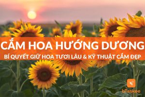 Cách cắm hoa hướng dương tươi lâu, đẹp