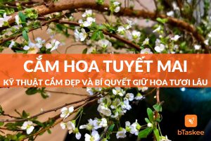 Cách cắm hoa tuyết mai đẹp