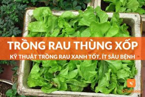 Cách trồng rau trong thùng xốp