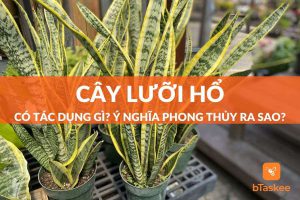 cây lưỡi hổ có tác dụng gì