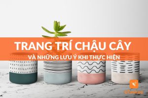 trang trí chậu cây và lưu ý