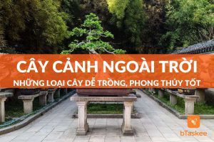 cây cảnh ngoài trời