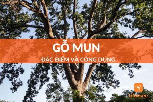 đặc điểm và công dụng của gỗ mum