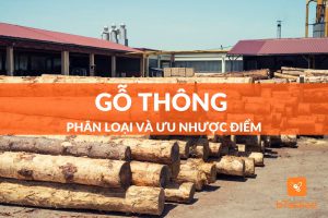 Gỗ thông là gì? Cách phân loại và ưu nhược điểm