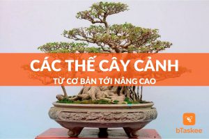 Các thế cây cảnh từ cơ bản đến nâng cao