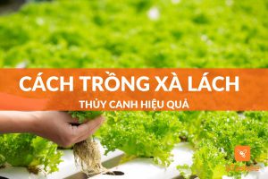 Hướng Dẫn Trồng Xà Lách Thủy Canh Cho Năng Suất Cao