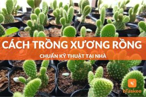 Cách trồng xương rồng chuẩn kỹ thuật tại nhà