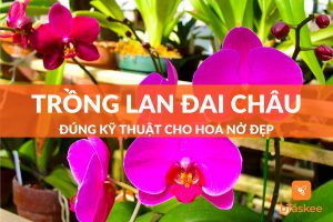 cách trồng lan đai châu