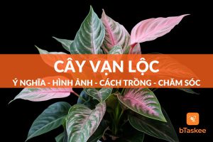 Cây vạn lộc có ý nghĩa gì? Kỹ thuật trồng ra sao?