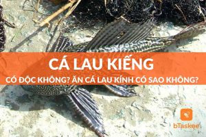 Cá lau kiếng có độc không? Ăn cá lau kính có sao không?