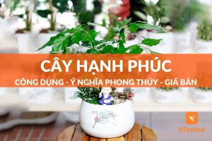 Cây hạnh phúc: công dụng - ý nghĩa phong thủy - giá bán