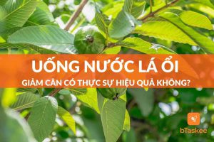 Uống nước lá ổi giảm cân có thực sự hiệu quả không?