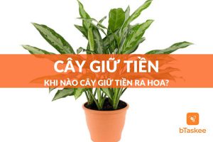 cây giữ tiền