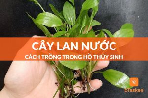 cây lan nước