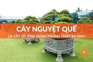 cây nguyệt quế là cây gì? ứng dụng phong thủy ra sao?