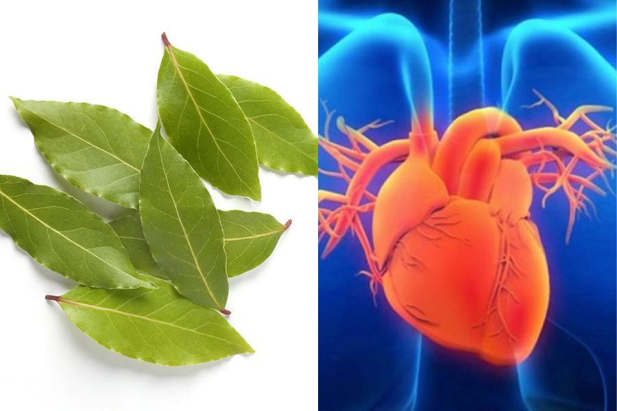 Bạn có biết lá của loài cây này vô cùng tốt cho hệ tim mạch không?