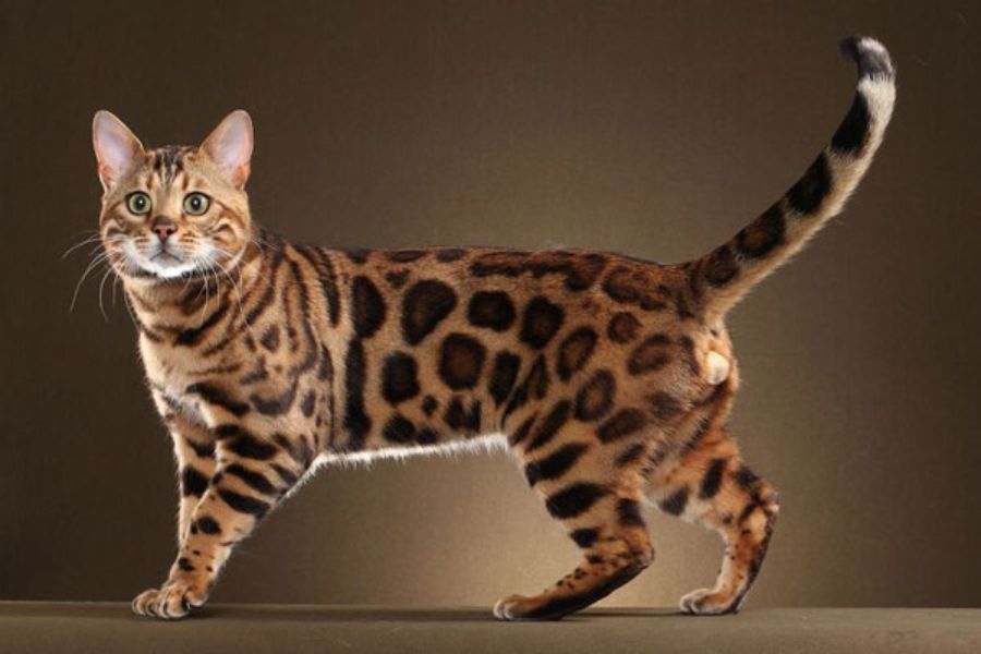 Mèo Bengal có giao diện khá giống với mèo Savannah.