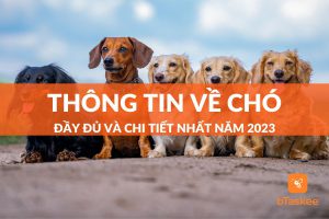 Tổng hợp thông tin về chó đầy đủ chi tiết nhất 2023