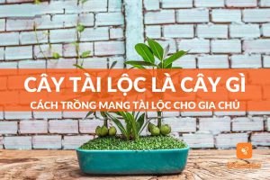 cây tài lộc