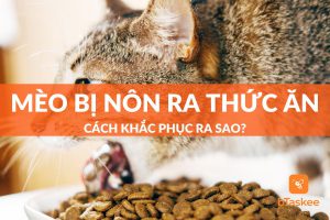 mèo bị nôn ra thức ăn