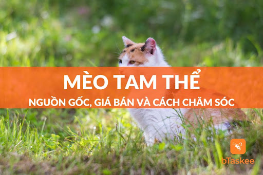 mèo tam thể