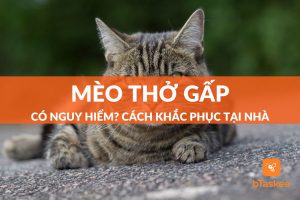 mèo thở gấp