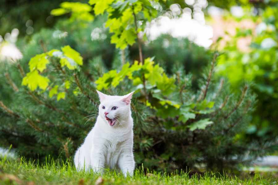 Mèo đã xuất hiện từ nhiều thế kỷ trước và được bắt nguồn từ người Tatar - Ankara.