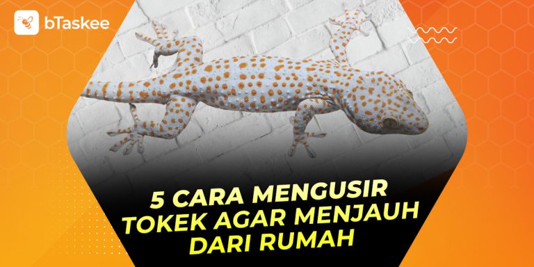 Cara Mengusir Tokek