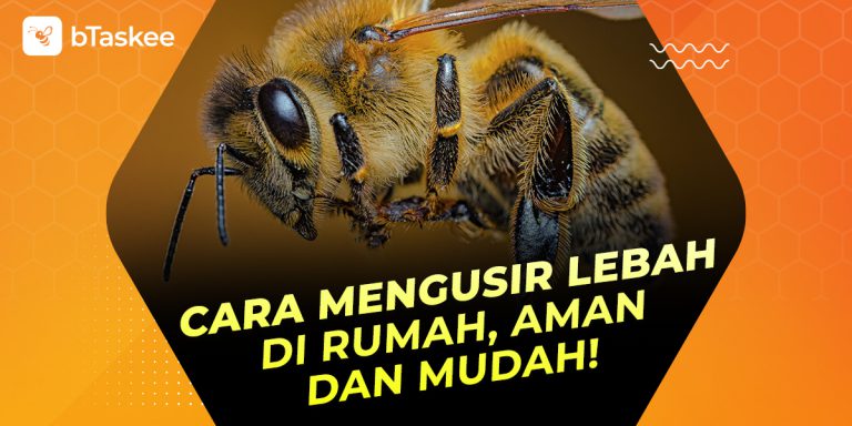 Cara mengusir lebah di rumah